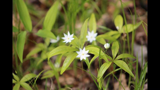 STARFLOWER смотреть онлайн