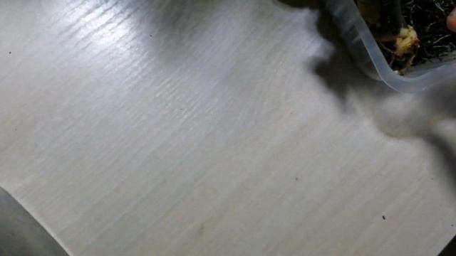 Пересадка сеянцев адешек 13.11.23г смотреть онлайн