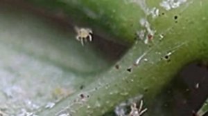 Вредители Замиокулькаса. Как избавится от вредителей Долларового дерева.