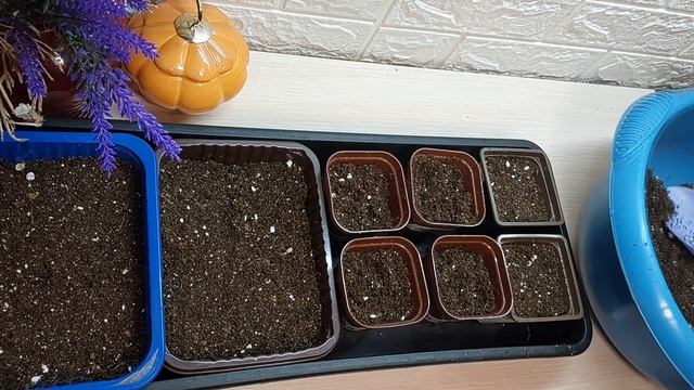 СЕЕМ СЛАДКИЙ ПЕРЕЦ...ЧАСТЬ 1.. смотреть онлайн