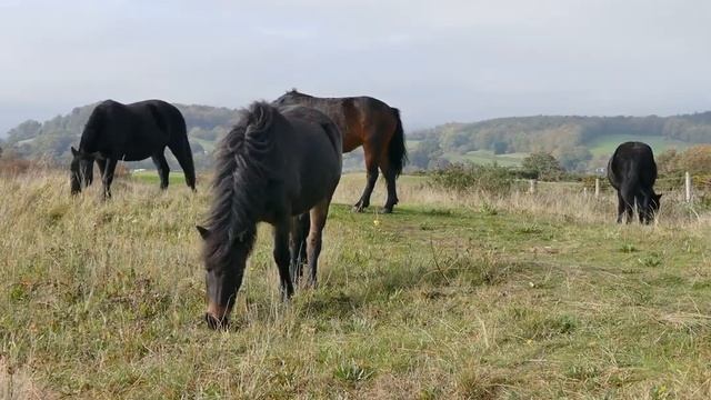 Black Horses breed 4K Video. смотреть онлайн