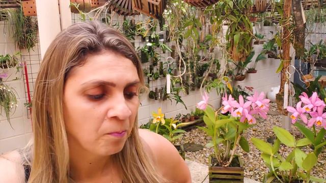 Cattleya X Venosa - Um Híbrido Natural?