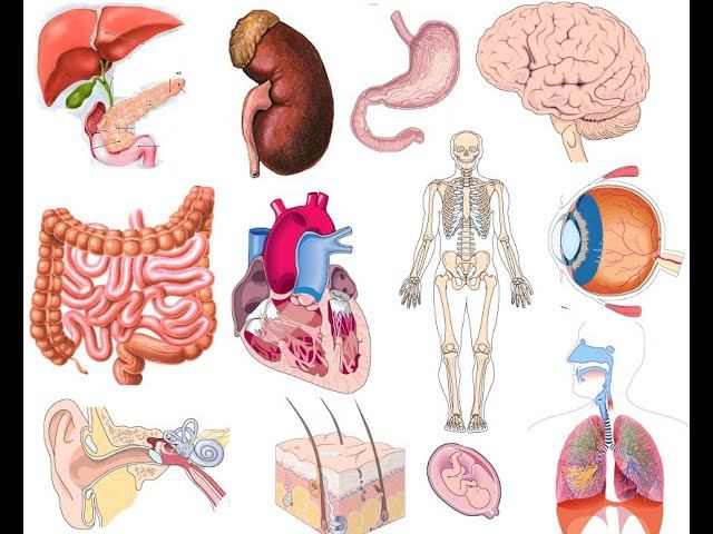 Дыхание регенерирующее органы