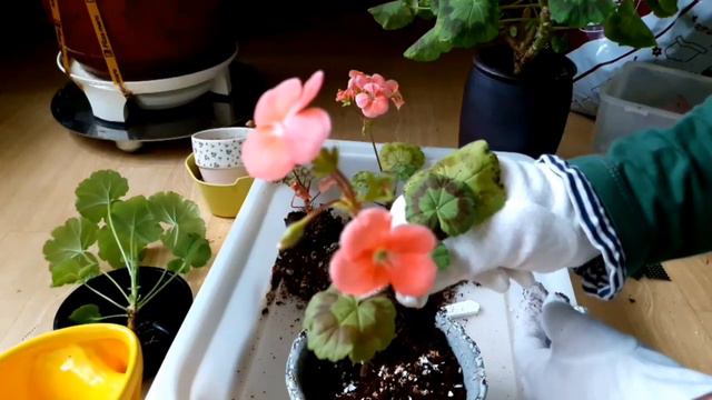 [토분이야기]제라늄 삽목후 정식하기 /제라늄 분갈이/제라늄 삽목/제라늄 키우기/제라늄 가지치기/반려식물 смотреть онлайн