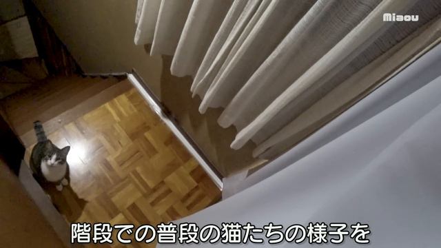 【87日目】階段にカメラつけたら、普段みれない行動がみれた、そして出入禁止の部屋に入ったまや【瀬戸のミエル日記】 смотреть онлайн
