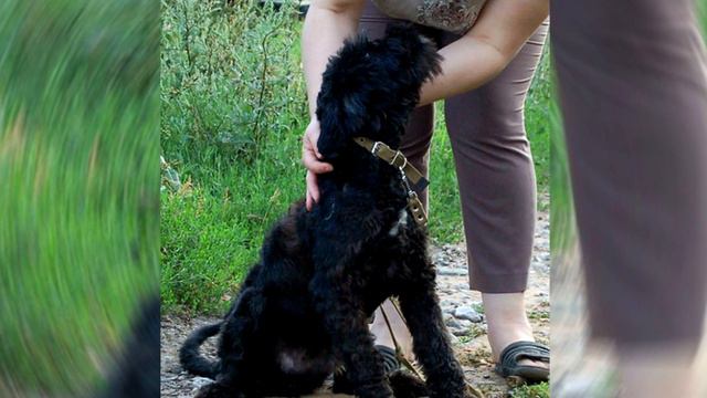 Люди обнаружили под кустом животное непонятной наружности