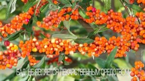 Витамишки Иммуно с облепихой