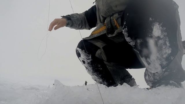 Ловля берша и судака на блесну с подсадкой свежей тюльки в Камском устье смотреть онлайн