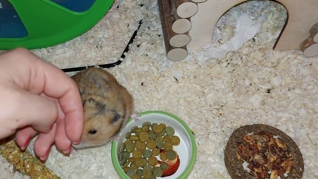 Зоопокупки)Зерновой корм победитель:)Дрессируем крыс смотреть онлайн