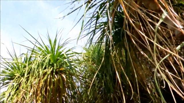 Elephant Foot Palm, Beaucarnea recurvata, The Living Desert смотреть онлайн