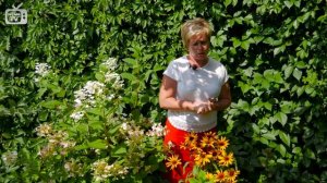 Что посадить в клумбе? ? РУДБЕКИЯ ? Особенности выращивания