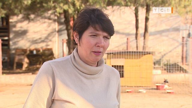 Как взять собаку из приюта смотреть онлайн