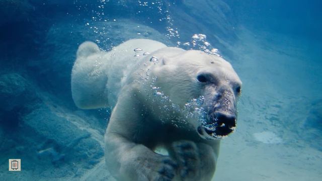 Белый медведь в московском зоопарке смотреть онлайн