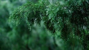 Дождливый день / Расслабляющая музыка фортепиано с мягкими звуками дождя , Спите,  учитесь
