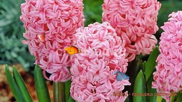 Гиацинт садовый Анна Мари (hyacinthus Anna Marie) ? обзор: как сажать, луковицы гиацинты Анна Мари