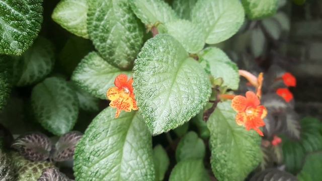 EPISCIA LANGKA .. Wow Ada EPISCIA JENIS BARU... GREEN BELLA смотреть онлайн