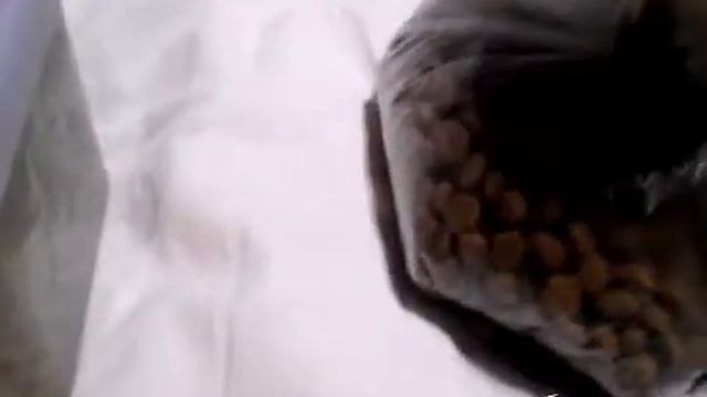 Покупки из зоомагазина: новые корма смотреть онлайн