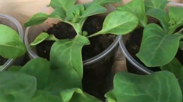 Эустома, петунии, настурции как их вырастить на балконе? Помогите, не знаем как быть ? Часть 2. смотреть онлайн