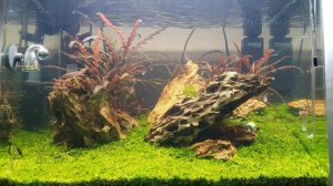 Уборка и подмена в Аквариуме оформленом в стиле Ивагуми.