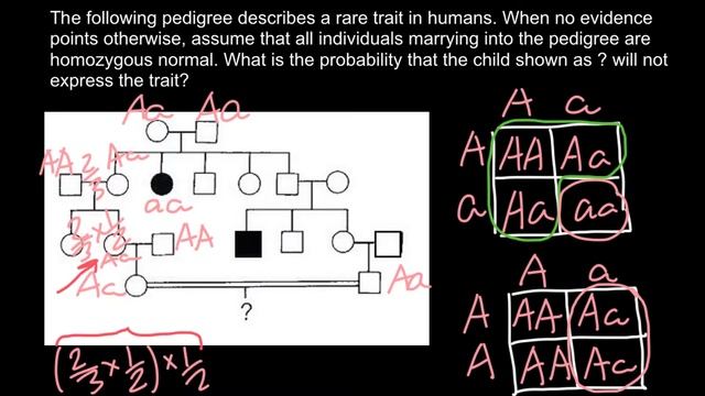 How to Apply Law of Probability in Order to Solve Pedigree Problems 2 смотреть онлайн