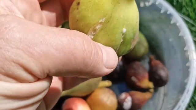 Инжир. Созревают бребы. 2023 08 01 смотреть онлайн