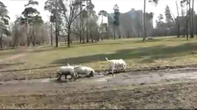 Превращение палевого лабрадора в шоколадного смотреть онлайн