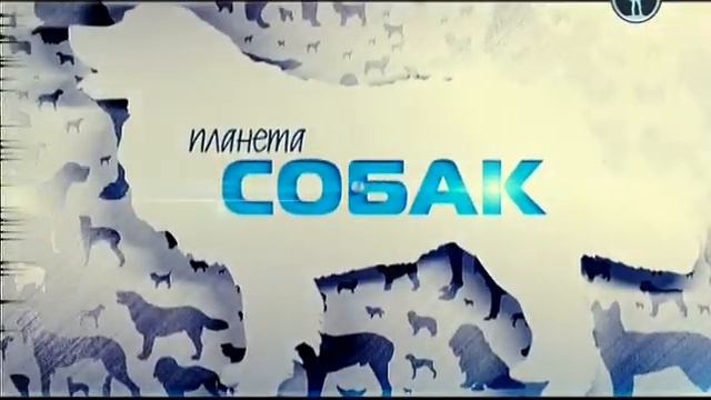 Планета собак 2011. Талулу. Мальта смотреть онлайн