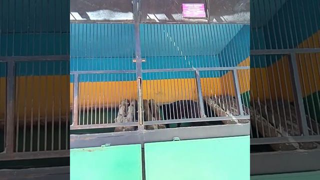 Влог.Зоопарк.Парк развлечений смотреть онлайн