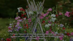 Душистый горошек многолетний — посадка и уход за ароматными кустиками