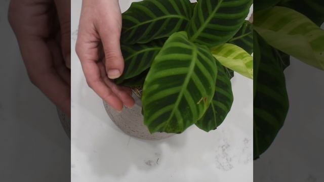 Calathea Zebrina | MODERN GARDEN смотреть онлайн