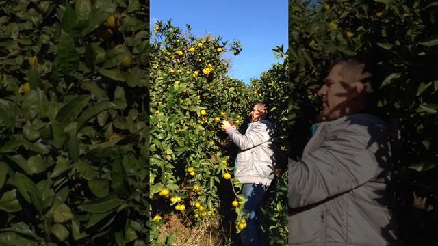 Абхазский мандарин 2015 смотреть онлайн