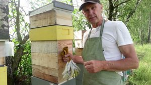 сотовый мед. что нужно знать ,чтобы получить качественный продукт?