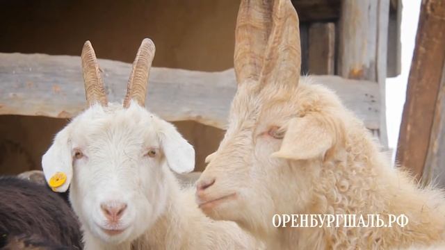 Работница пухартели. Компания "ОренбургШаль" смотреть онлайн