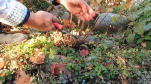 ОБРЕЗКА КАРЛИКОВОЙ метельчатой гортензии -ПОЛИСТАР-2022 год