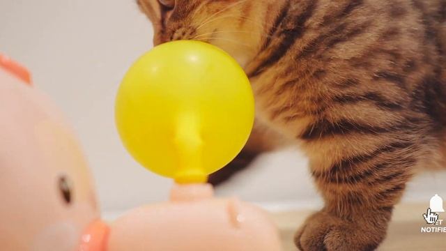 Funny Cat Reaction to Piggy Balloon Pump - Day 79 @ Baby Kittens Day 1 to Day 100 Lucky Paws Vlogs смотреть онлайн