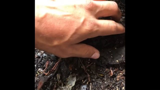 Worm bin break down: indoor Vermicomposting смотреть онлайн