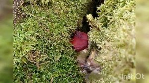 Гриб Рейши или Трутовик Лакированный  в природе