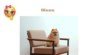 Померанский шпиц краткая характеристика породы.mp4 смотреть онлайн