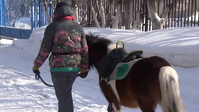 Белая медведица Шилка. 22.02.2015. За месяц до отъезда из Новосибирского зоопарка. 3 смотреть онлайн