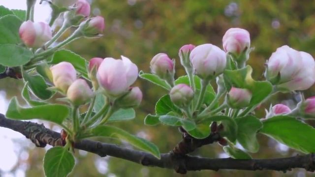 Black Diamond Farm - Pruning and Training Apple Trees смотреть онлайн
