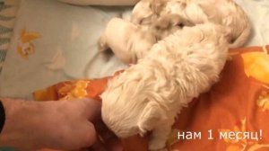 Отчет как выросли наши щенки за 1 месяц. Мальтипу - Дизайнерские собаки