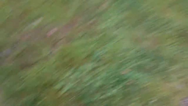 ищем и приносим яблоко/английский спрингер спаниель смотреть онлайн