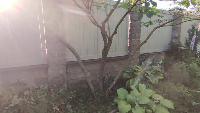 часть 2 сирень после обрезки стиль обрезки ниваки сирень в подмосковье за заборье марии никоновой смотреть онлайн