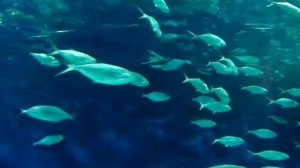 Шанхайский Океанариум - в тоннеле