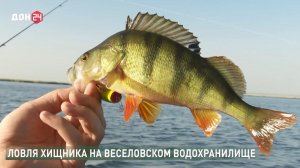 Рыбалка на Веселовском водохранилище с телеканалом Дон24.