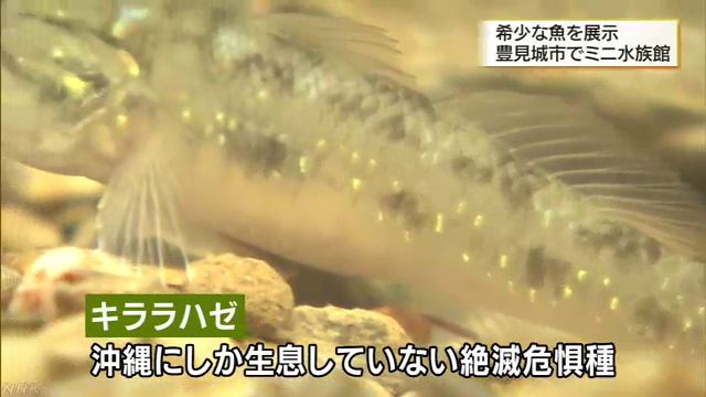 漫湖にすむ希少な魚たちのミニ水族館 смотреть онлайн