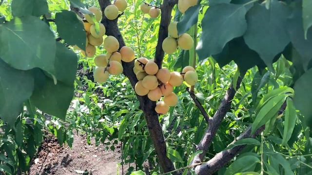 Абрикос Графиня 27.07.2020. 4К смотреть онлайн