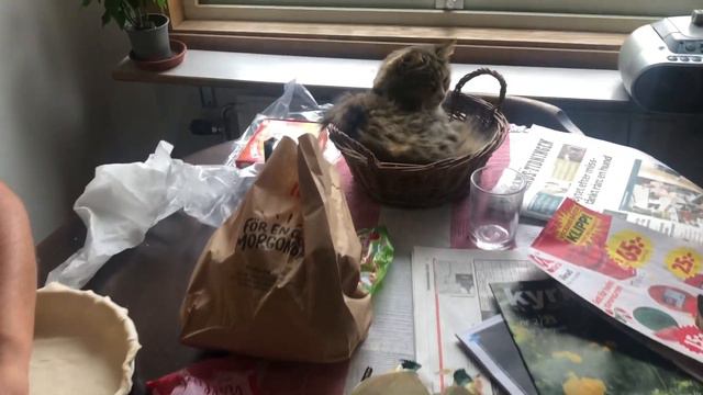 Соня не любит дождик. Семейка в сборе. Норвежская кошка Соня. Norwegian forest cats. смотреть онлайн