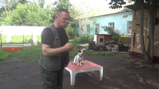 Джек-Рассел-Терьер агрессивен к ребенку смотреть онлайн