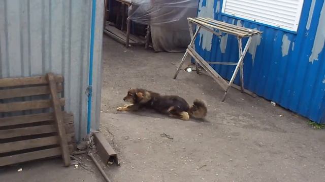 Чешет пузо.Scratching his belly. смотреть онлайн